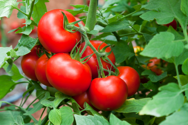 Curiosità e benefici dei pomodori.